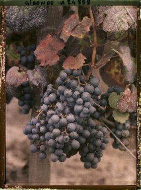 Image représentant Cépage dit Merlot