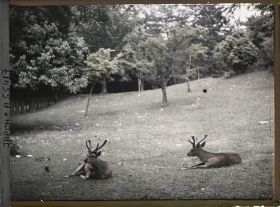 Image représentant Le Nara-koen (parc de Nara), daims sacrés (shika)