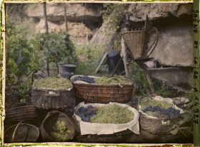 Image représentant Paniers de raisins blanc et noir destinés à être envoyés au Creusot