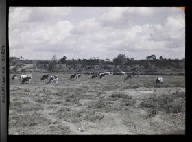 Image représentant Troupeau de vaches dans la lande, route d'Auray à Carnac