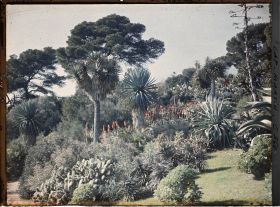 Image représentant Palmiers et cactées dans le jardin