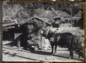 Image représentant Bœuf d'attelage dans le village