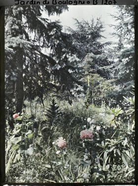 Image représentant La forêt bleue à proximité du marais