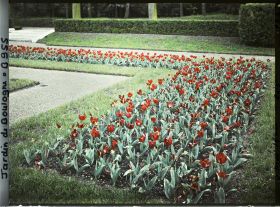 Image représentant Parterre sud-ouest du jardin français, fleuri de tulipes rouges