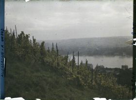 Image représentant Allemagne, Königswinter, Un aspect du Rhin à Königswinter (vignes)