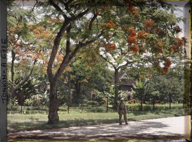 Image représentant Un militaire colonial montant la garde, avec en arrière plan, des flamboyants bordant l'avenue Général Bichot