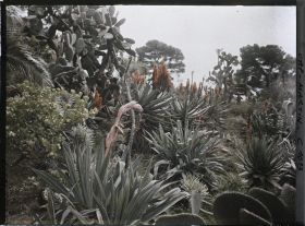 Image représentant Le Jardin