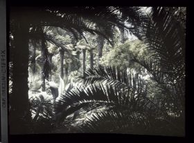 Image représentant Palmes vues à contre-jour formant cadrage sur un ensemble d'agaves et palmiers