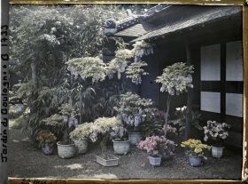 Image représentant Bonsaï et diverses plantes en pots fleuries au pied de la maison est du " village japonais "