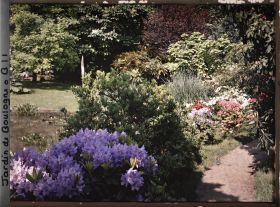 Image représentant L'allée des rhododendrons longeant le marais au nord