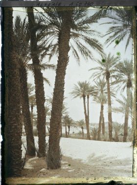 Image représentant Dans l'oasis