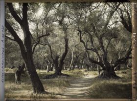 Image représentant Forêt d'oliviers