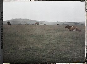 Image représentant Troupeau de vaches