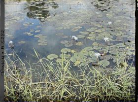 Image représentant Des nénuphars bleus sur un étang