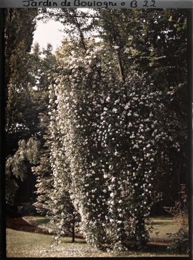 Image représentant Rosier liane en fleurs bordant le ruisseau du jardin anglais, à proximité du " village japonais "