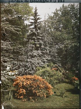 Image représentant Azalées chatoyantes sur fond arboré situé au cœur de la forêt bleue, non loin du marais