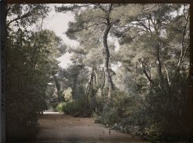 Image représentant Une allée du jardin près du bois de bambous