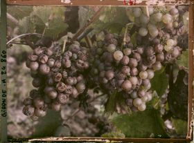 Image représentant Cépage blanc dit Sémillon