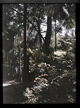 Image représentant Le jardin Les tropiques