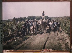 Image représentant Vendangeurs dans les vignobles du Château Pavie