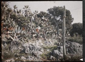 Image représentant Cap Martin Le Jardin