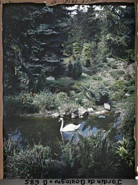 Image représentant Cygne se promenant sur une pièce d'eau du " sanctuaire japonais " située non loin du temple shinto
