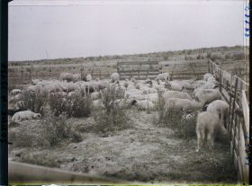 Image représentant Maurepas, Moutons au pacage