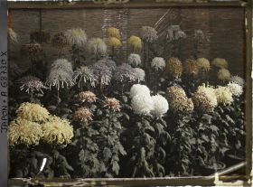 Image représentant Exposition de chrysanthèmes