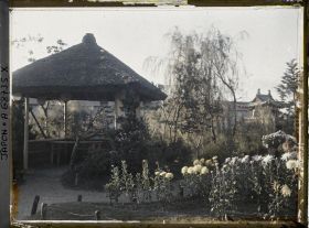 Image représentant Chrysanthèmes et kiosque dans un parc