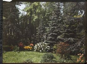 Image représentant Azalées et rhodos près de la forêt bleue