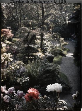 Image représentant Pivoines en fleurs, au bord du chemin desservant les habitations du " village japonais "