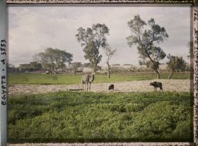 Image représentant Un chameau et des moutons en train de paître dans un champ près du village de Matariah