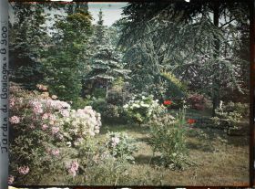Image représentant Azalées, pavots et rhodos près de la forêt bleue, vers la forêt dorée