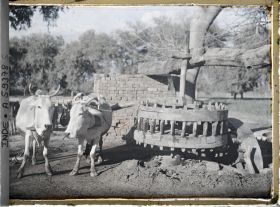Image représentant Un manège élévatoire d'eau, actionné par une paire de boeufs