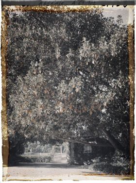 Image représentant Le Palais d'été, un ficus