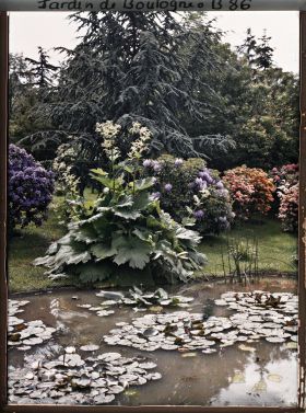 Image représentant Rhododendrons et gunerra bordant l'est d'un bassin du marais planté de nénuphars