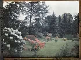 Image représentant Azalées et rhodos sur la pelouse près du marais