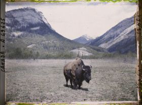 Image représentant Canada, Banff, Bison de trois quarts