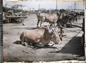 Image représentant Espagne, La Corogne, Deux bœufs couchés avec vieux joug.