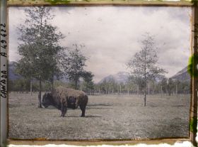 Image représentant Canada, Banff, Bison de travers (petit)