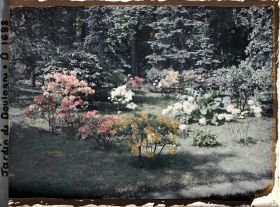 Image représentant Azalées près des étangs