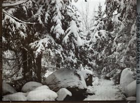 Image représentant La forêt vosgienne