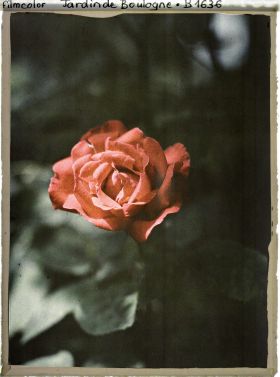 Image représentant Rose rouge orangé