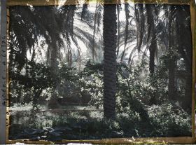 Image représentant Vignes cultivées sous les dattier dans l'oasis