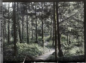 Image représentant La forêt vosgienne