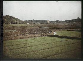 Image représentant Rizières