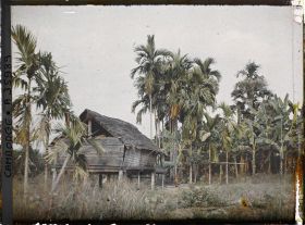 Image représentant Une maison sur pilotis, entourée de palmiers et de bananiers