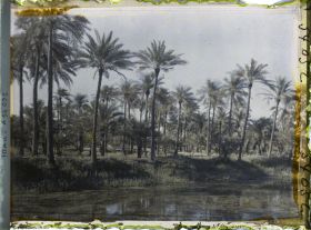 Image représentant Dans une palmeraie