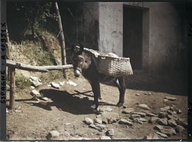 Image représentant Espagne, Bilbao, Un petit âne avec les paniers (festos)