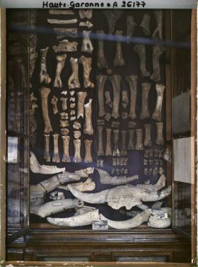 Image représentant France, Toulouse, Musée : Vitrine d'ossements de Bisons et Ursus des Cavernes de l'Ariège